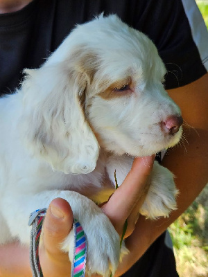 Les chiots de Clumber Spaniel