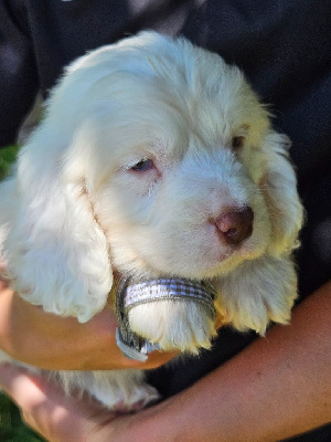 Les chiots de Clumber Spaniel