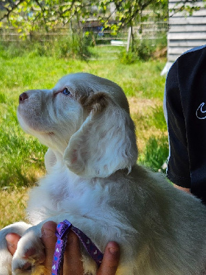 Les chiots de Clumber Spaniel