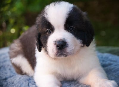 Les chiots de Chien du Saint-Bernard