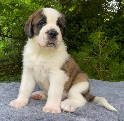 Les chiots de Chien du Saint-Bernard