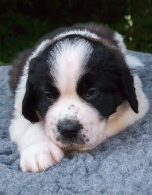 Les chiots de Chien du Saint-Bernard