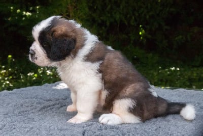 Les chiots de Chien du Saint-Bernard