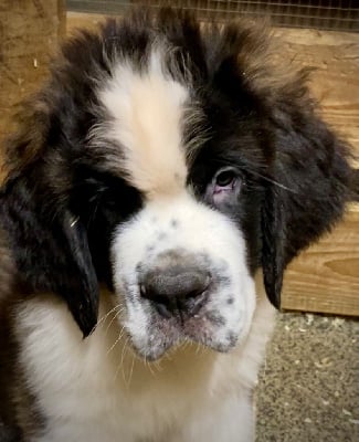 Les chiots de Chien du Saint-Bernard