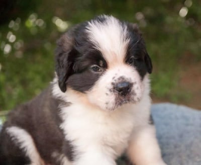 Les chiots de Chien du Saint-Bernard