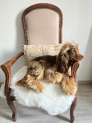 Étalon Cocker Spaniel Anglais - Théa du domaine de sainte gladyce