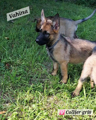 Les chiots de Berger Allemand