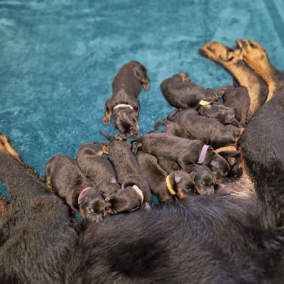 Les chiots de Berger de Beauce