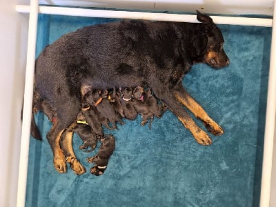 Les chiots de Berger de Beauce