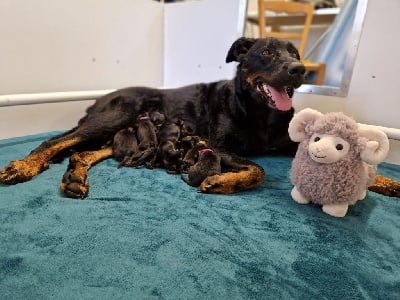 Les chiots de Berger de Beauce