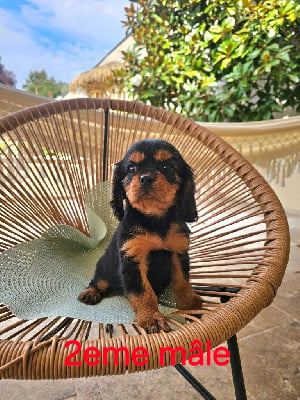 Les chiots de Cavalier King Charles Spaniel