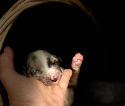 Les chiots de Berger Australien