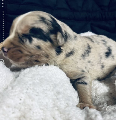 Les chiots de Berger Australien