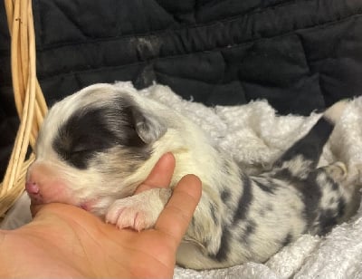 Les chiots de Berger Australien