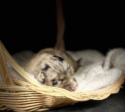 Les chiots de Berger Australien