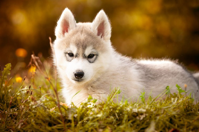 Les chiots de Siberian Husky