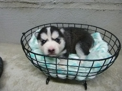 Les chiots de Siberian Husky