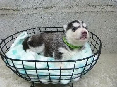 Les chiots de Siberian Husky