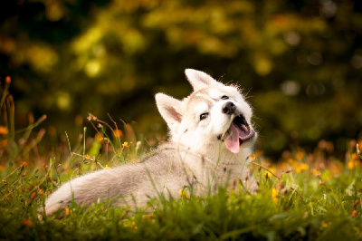 Les chiots de Siberian Husky