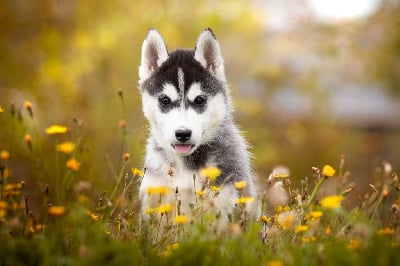 Les chiots de Siberian Husky