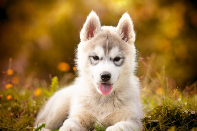 Les chiots de Siberian Husky