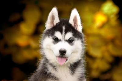 Les chiots de Siberian Husky