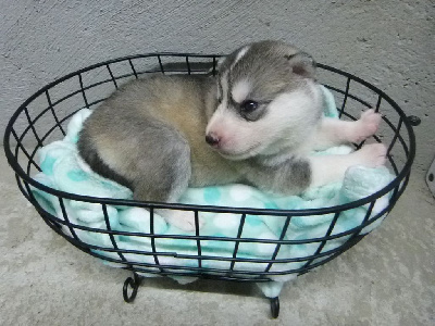 Les chiots de Siberian Husky