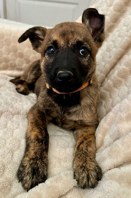 Les chiots de Berger hollandais