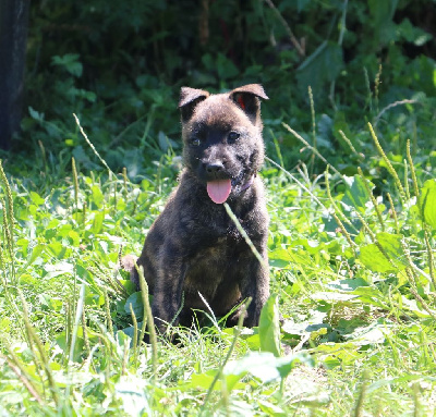 Les chiots de Berger hollandais