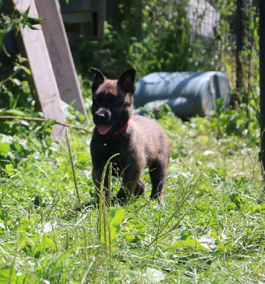 Les chiots de Berger hollandais