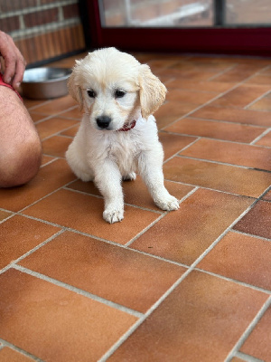 Les chiots de Golden Retriever