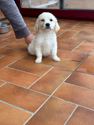 Les chiots de Golden Retriever