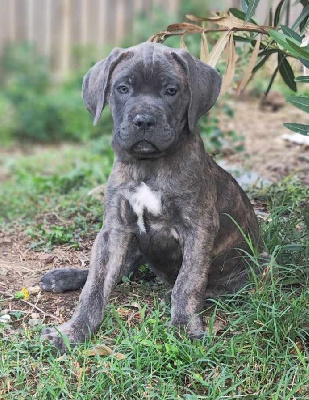 Les chiots de Cane Corso