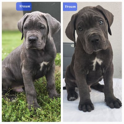 Les chiots de Cane Corso