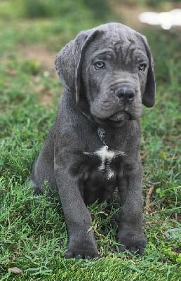 VITO COLLIER JAUNE - Cane Corso