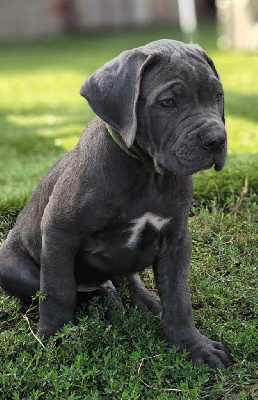 Les chiots de Cane Corso