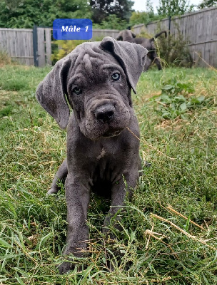 VULCAIN COLLIER MARRON - Cane Corso