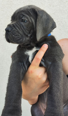 Les chiots de Cane Corso