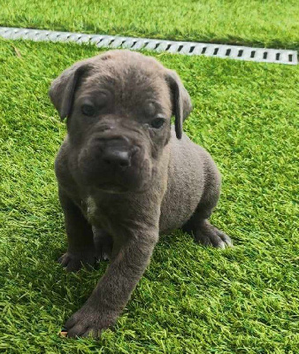 Les chiots de Cane Corso