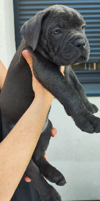 Les chiots de Cane Corso