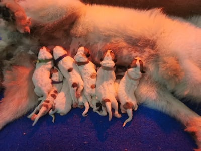 Les chiots de Chien de Montagne des Pyrenees