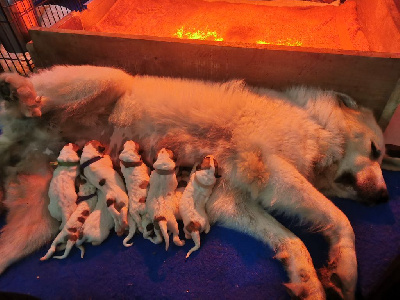 Les chiots de Chien de Montagne des Pyrenees