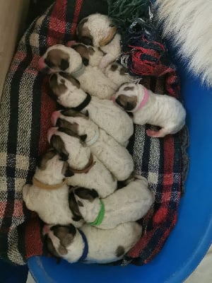 Les chiots de Chien de Montagne des Pyrenees