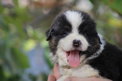 Les chiots de Berger Australien