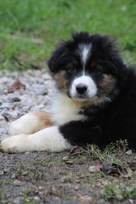 Les chiots de Berger Australien