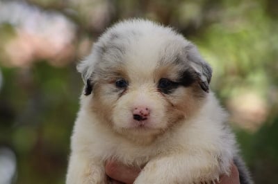 Les chiots de Berger Australien