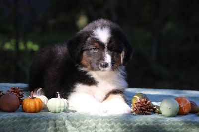 Les chiots de Berger Australien