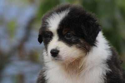 Les chiots de Berger Australien