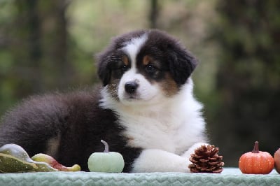 Les chiots de Berger Australien