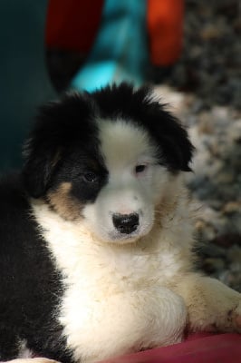 Les chiots de Berger Australien